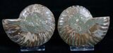 / Inch Agatized Ammonite (Pair) #5131-1